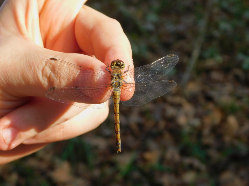 Sympetrum striolatum - harántsávos katona-szitakötő