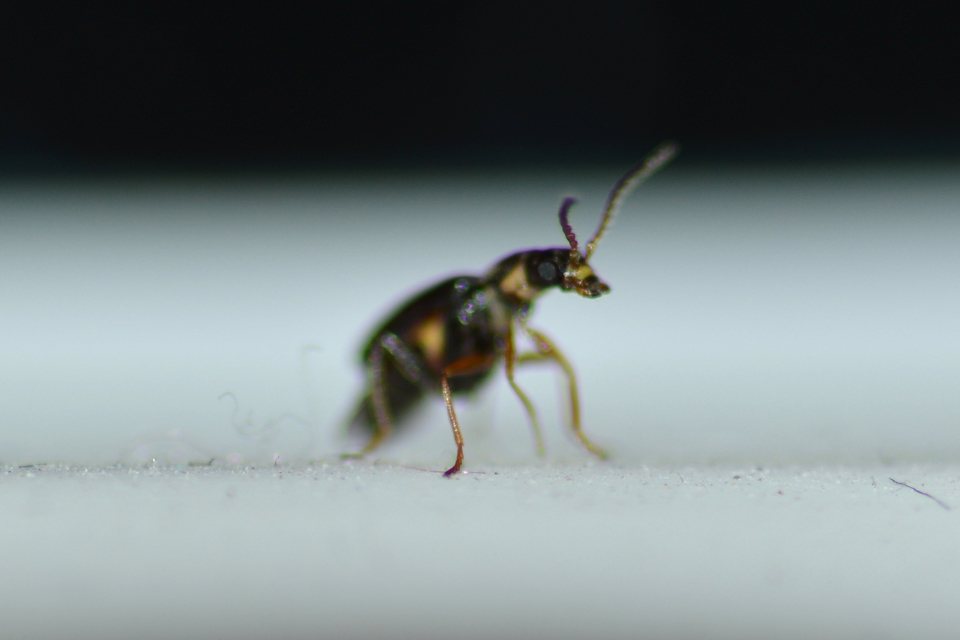 Ebaeus flavicornis - sárgacsápú bibircsesbogár