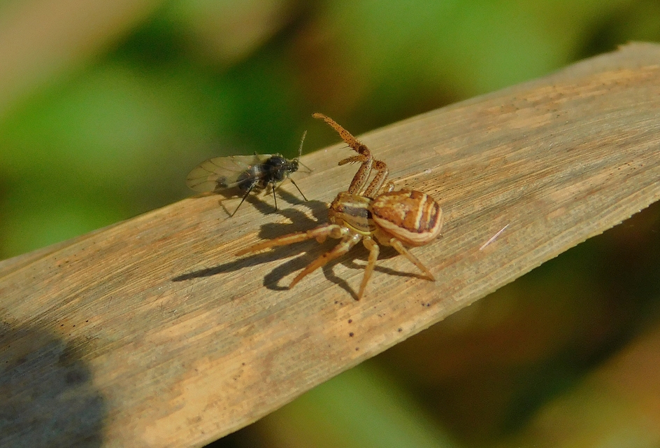 Xysticus ulmi - cserje-karolópók