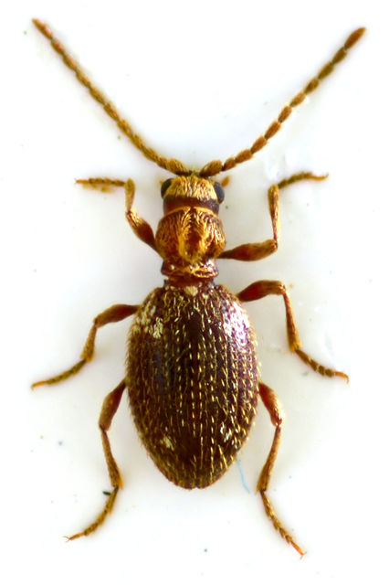 Ptinus fur - közönséges tolvajbogár