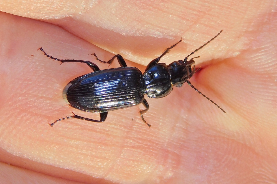Pterostichus elongatus - nyúlánk gyászfutó