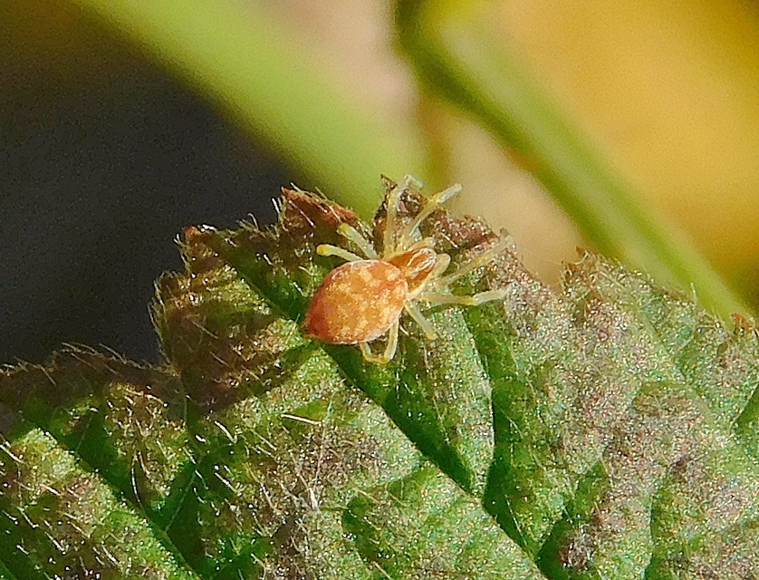 Nigma flavescens - vöröslő hamvaspók