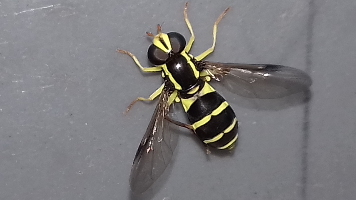 Xanthogramma