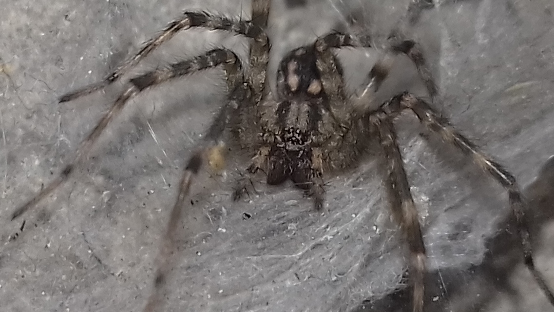 Tegenaria