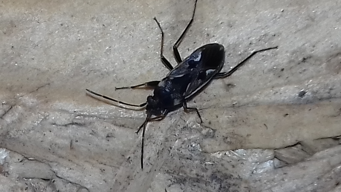 Rhyparochromus vulgaris - közönséges díszesbodobács