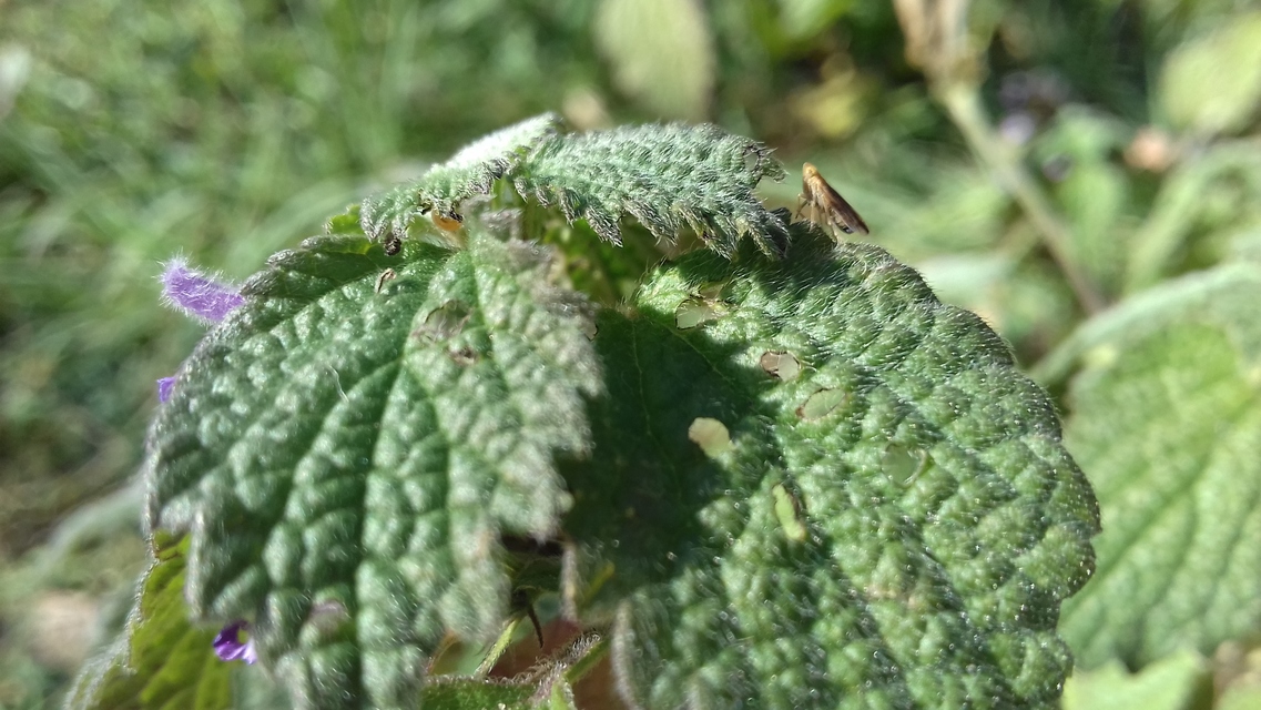 Delphacidae - sarkantyús kabócák