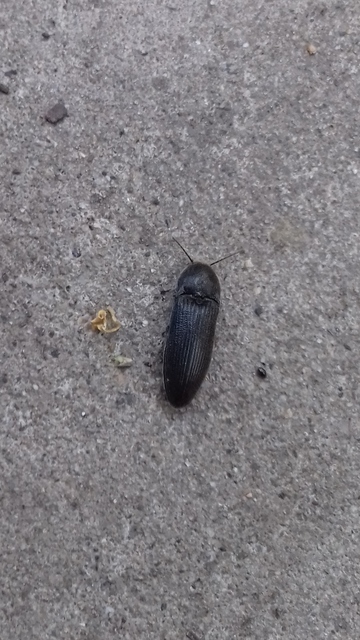 Melanotus