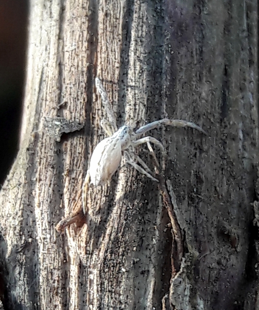 Uloborus walckenaerius - derespók
