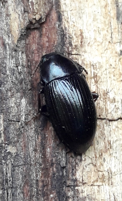 Nalassus dermestoides - rövidszárnyú gyászbogár