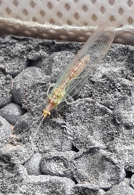 Chrysopidae - zöldfátyolkák