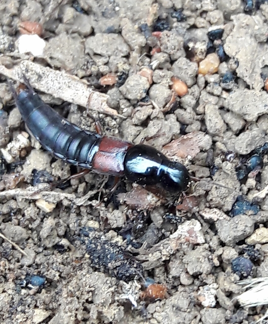 Quedius molochinus - sokalakú mohaholyva