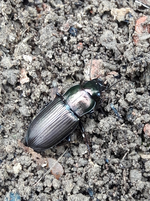 Harpalus distinguendus - mezei lomhafutó
