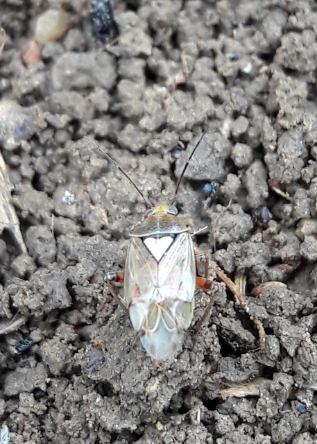 Lygus pratensis - változó mezeipoloska