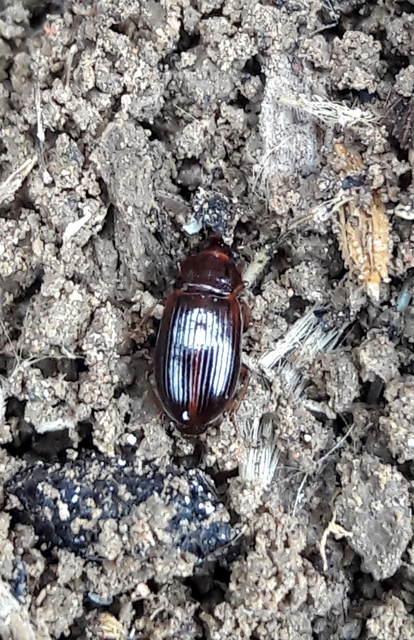 Bradycellus csikii - Csiki-rétfutonc