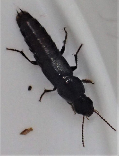 Quedius fuliginosus - kormos mohaholyva