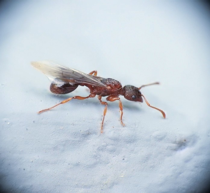 Myrmica sabuleti - gyakori bütyköshangya