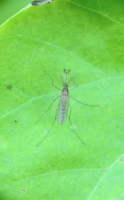 Culicidae - csípőszúnyogok