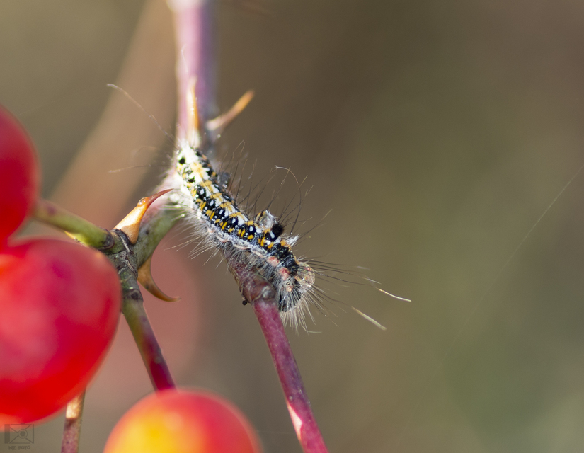 Acronicta tridens - barnás szigonyosbagoly