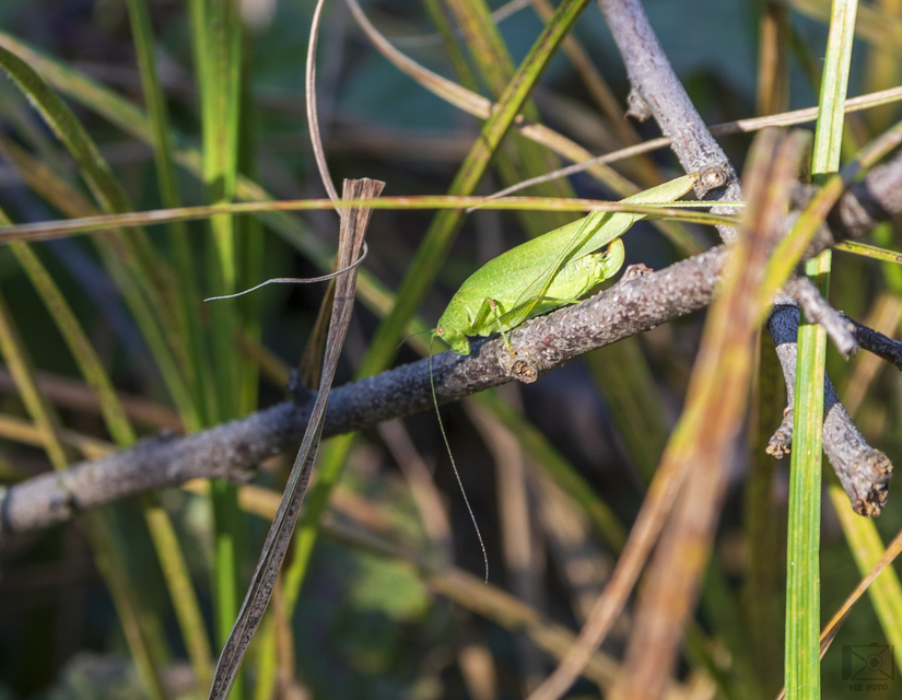 Phaneroptera nana - pontozott repülőszöcske