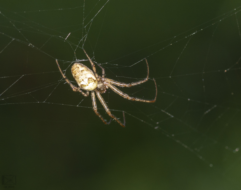 Metellina segmentata/mengei