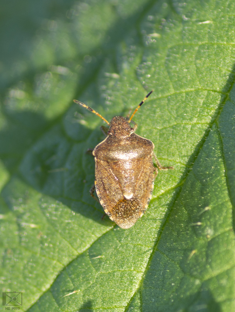 Peribalus strictus - tavaszi címerespoloska Peribalus strictus - tavaszi címerespoloska