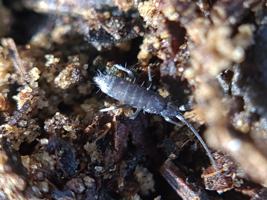 Tomoceridae