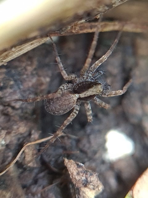 Pardosa alacris/lugubris