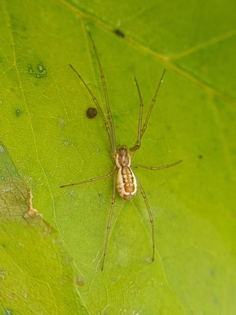 Neriene radiata - szegélyes vitorláspók