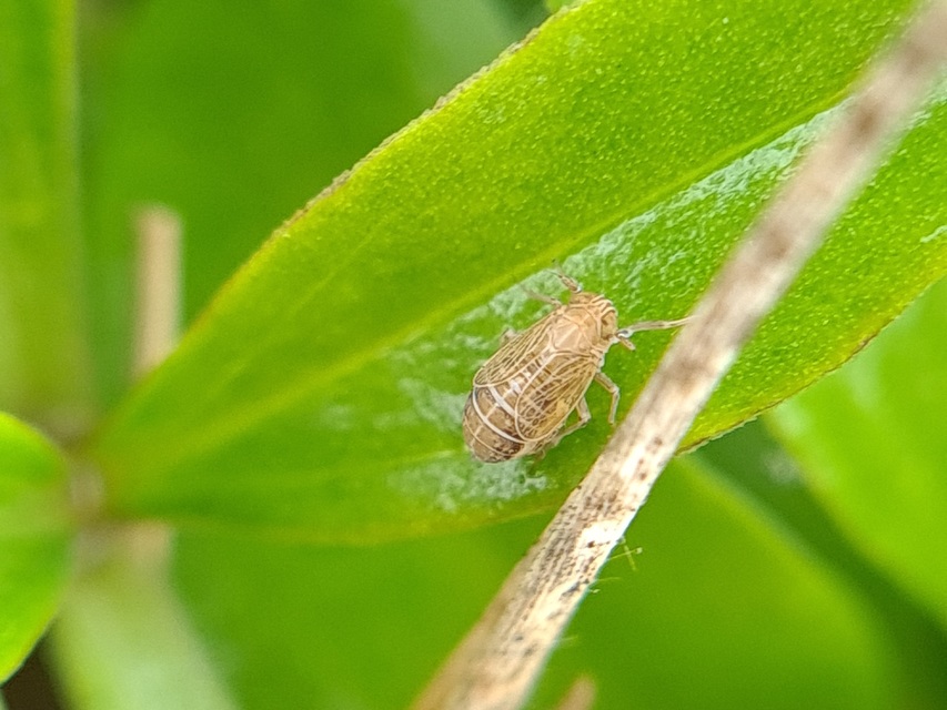 Delphacidae - sarkantyús kabócák