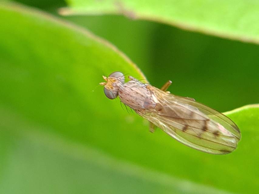 Opomyza