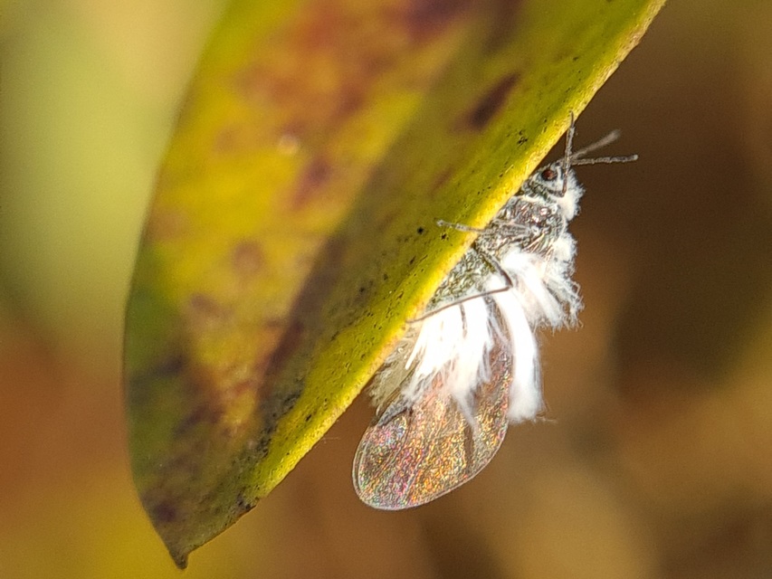 Eriosomatinae