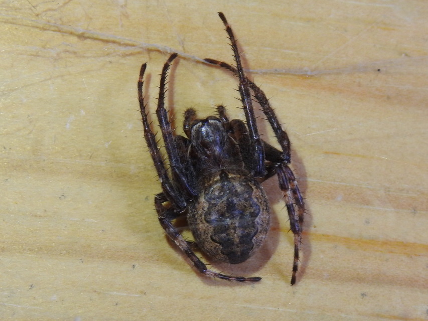 Nuctenea umbratica - közönséges rés-keresztespók