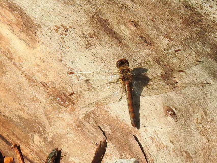Sympetrum striolatum/vulgatum