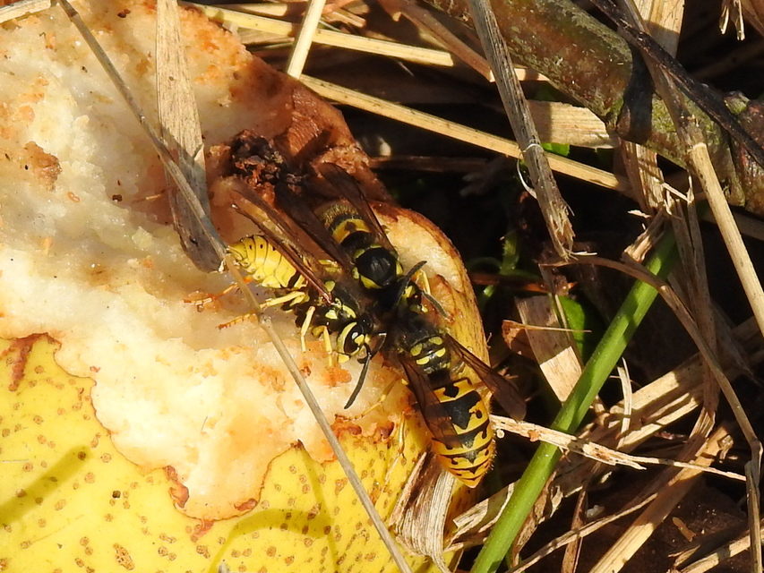 Vespula germanica - német darázs