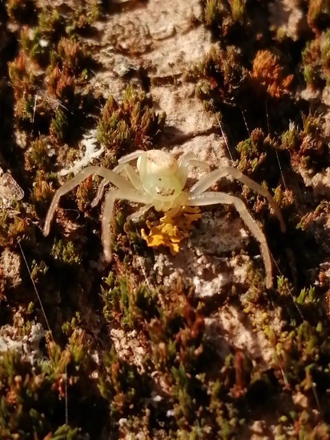 Diaea livens - tölgylevél-karolópók