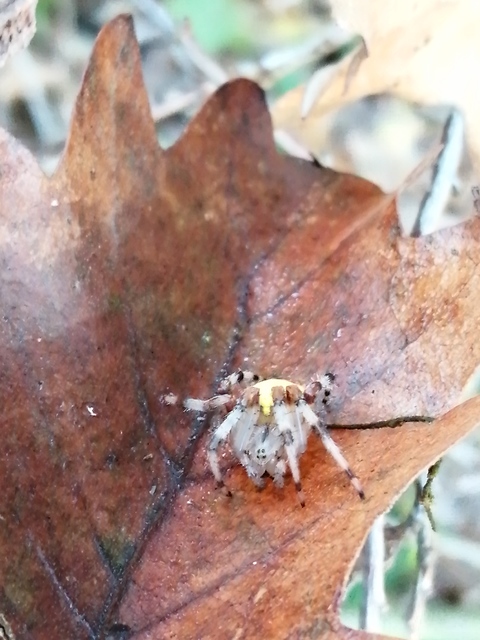 Araneus marmoreus - márványos keresztespók