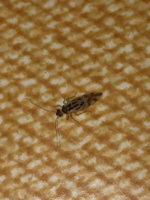 Graphopsocus cruciatus