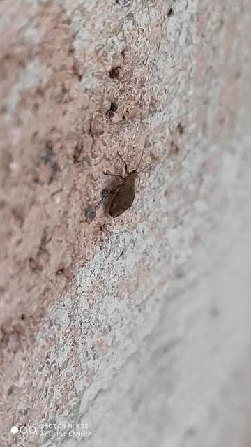 Pterocomma pilosum