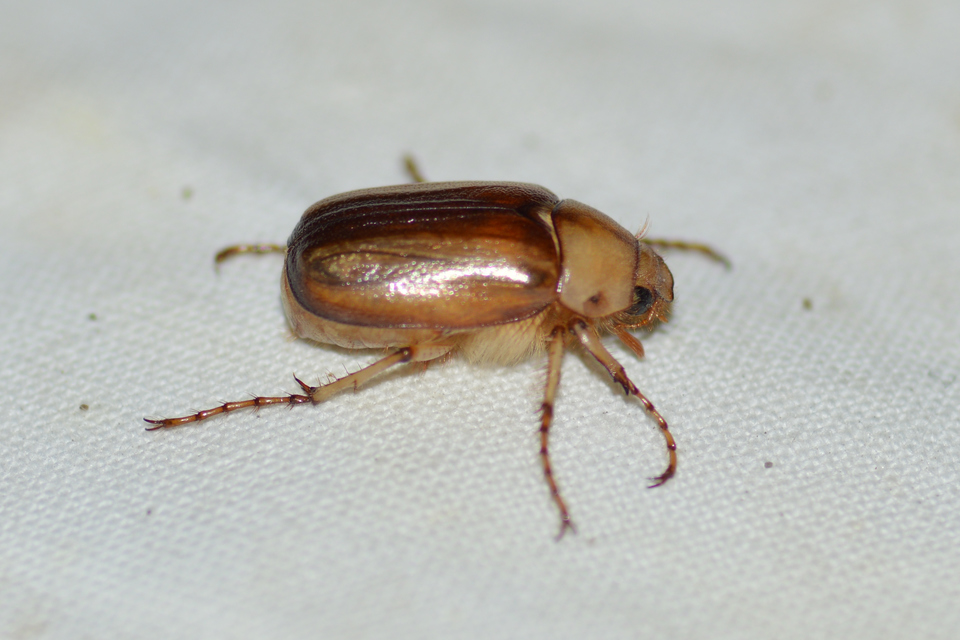 Rhizotrogus aestivus - tavaszvégi cserebogár