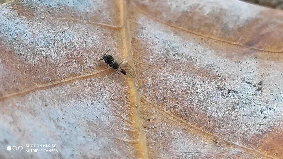 Aphididae - valódi levéltetvek