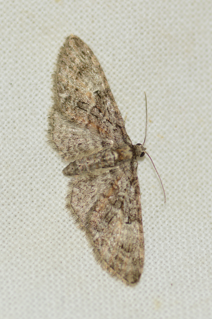 Eupithecia abbreviata - korai törpearaszoló