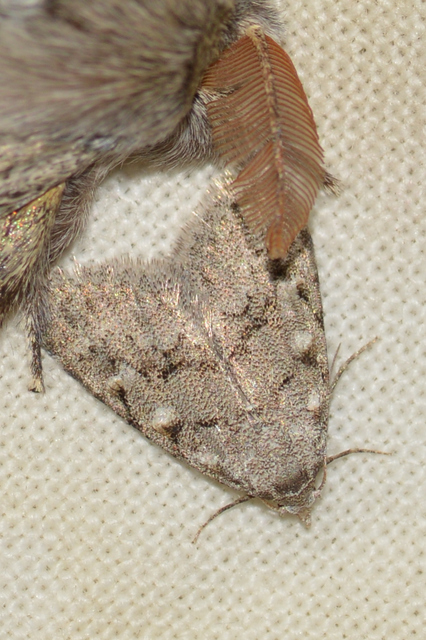 Nola cicatricalis - szürke pamacsosszövő