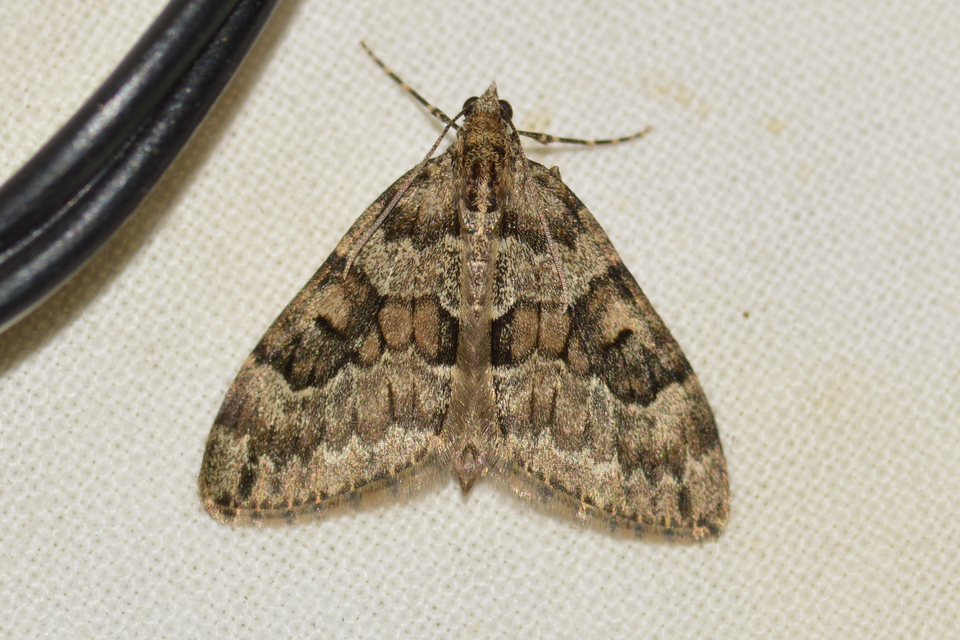 Thera variata/britannica