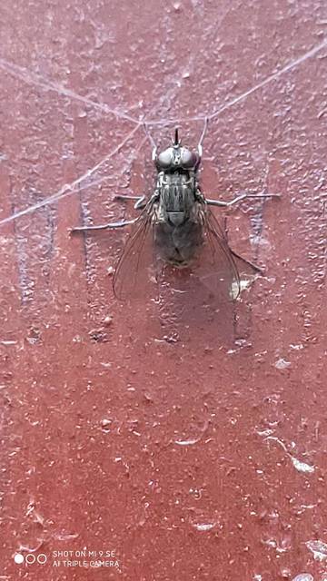 Stomoxys calcitrans - szuronyos istállólégy