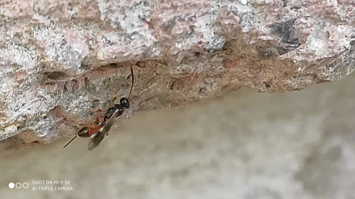 Braconidae - gyilkosfürkészek
