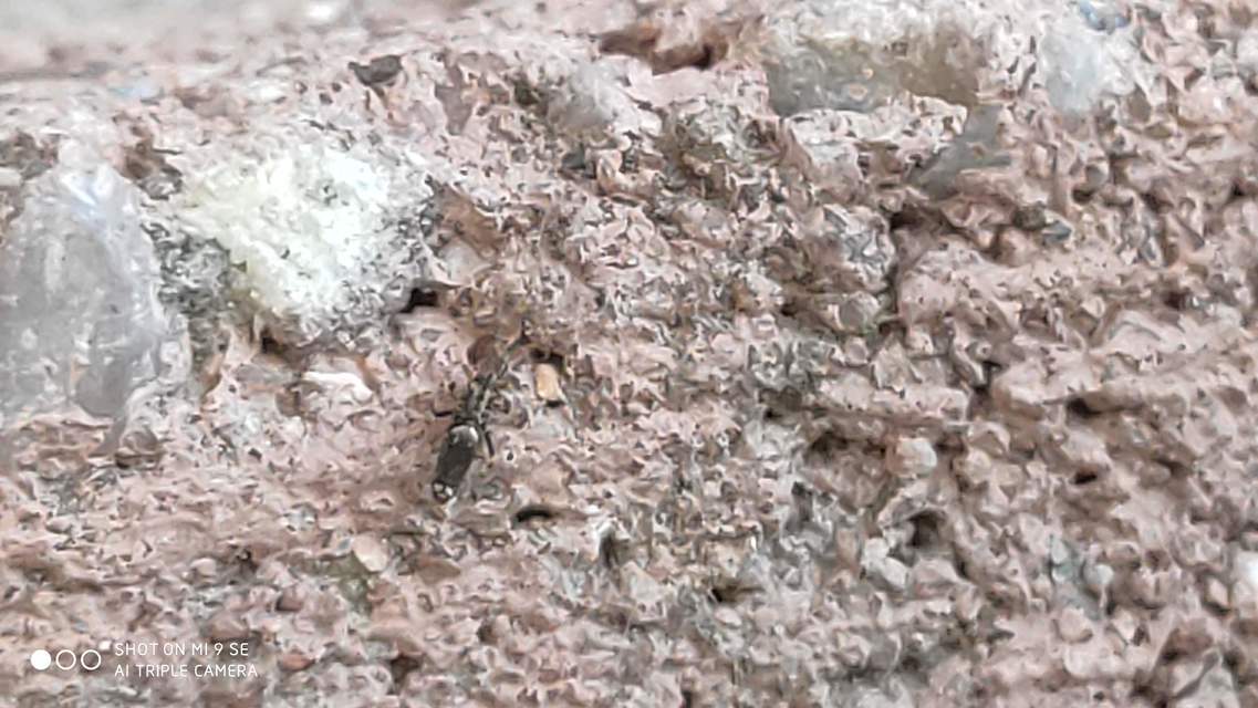 Entomobryidae