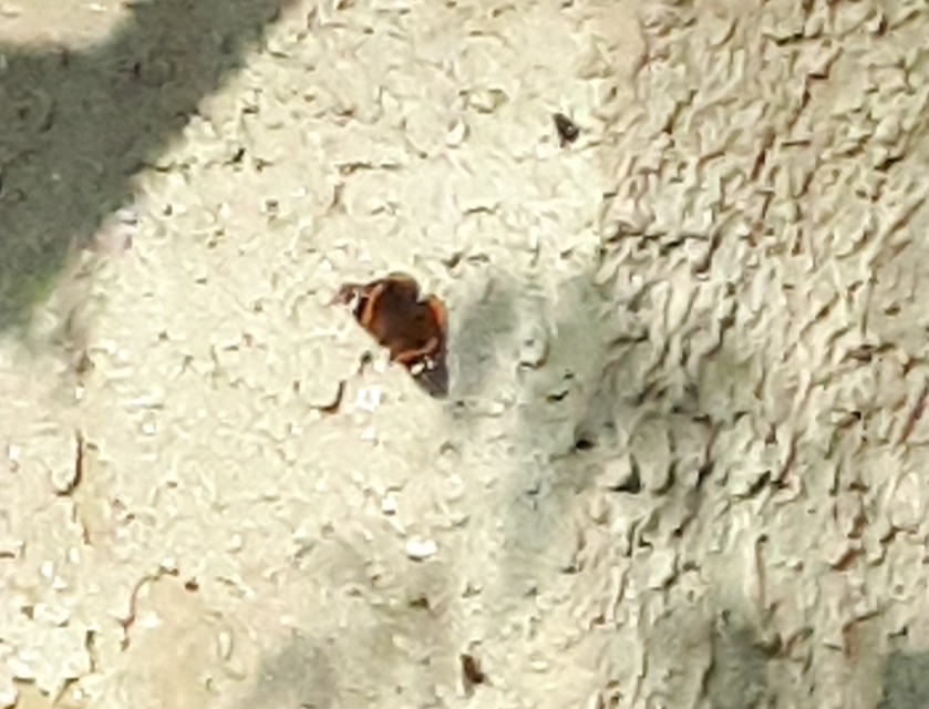 Vanessa atalanta - atalantalepke