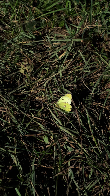 Colias hyale - kéneslepke