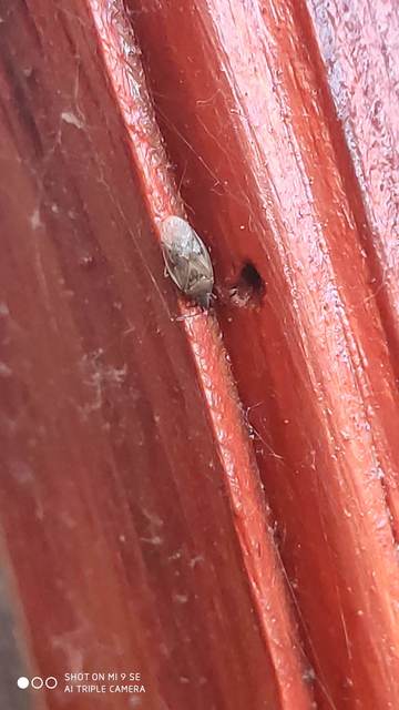 Kleidocerys resedae - nyírbodobács