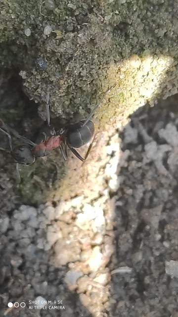Formica pratensis - réti vöröshangya